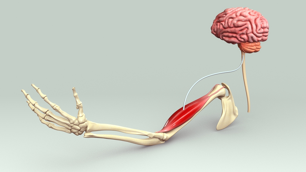 anatomical blood flow illustration showing brain communication with muscles